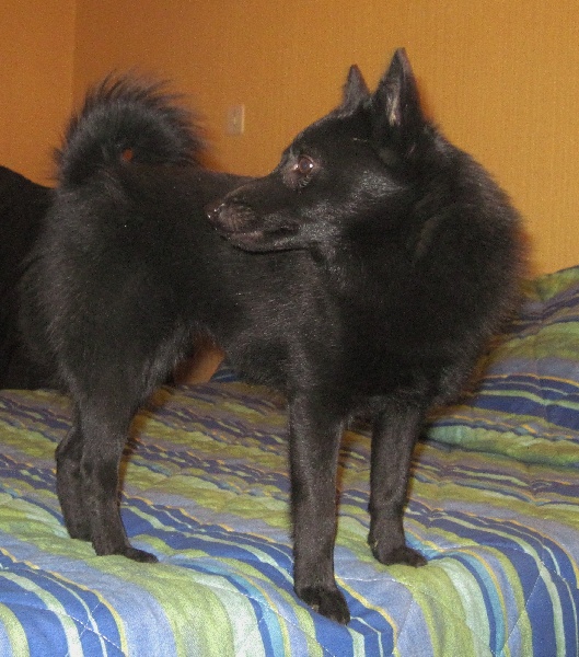 Publication : du clos des lutins d'ébène Auteur : Christine Duseux