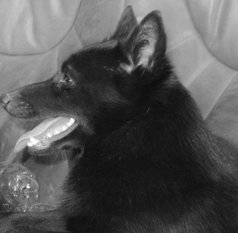 Publication : du clos des lutins d'ébène Auteur : Christine Duseux