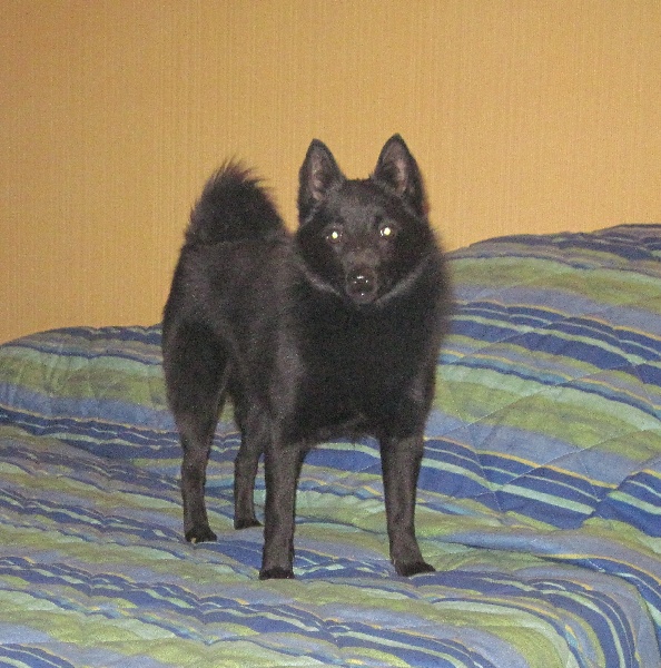 Publication : du clos des lutins d'ébène Auteur : Christine Duseux