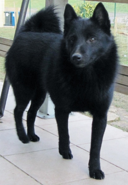 Publication : du clos des lutins d'ébène Auteur : Christine Duseux