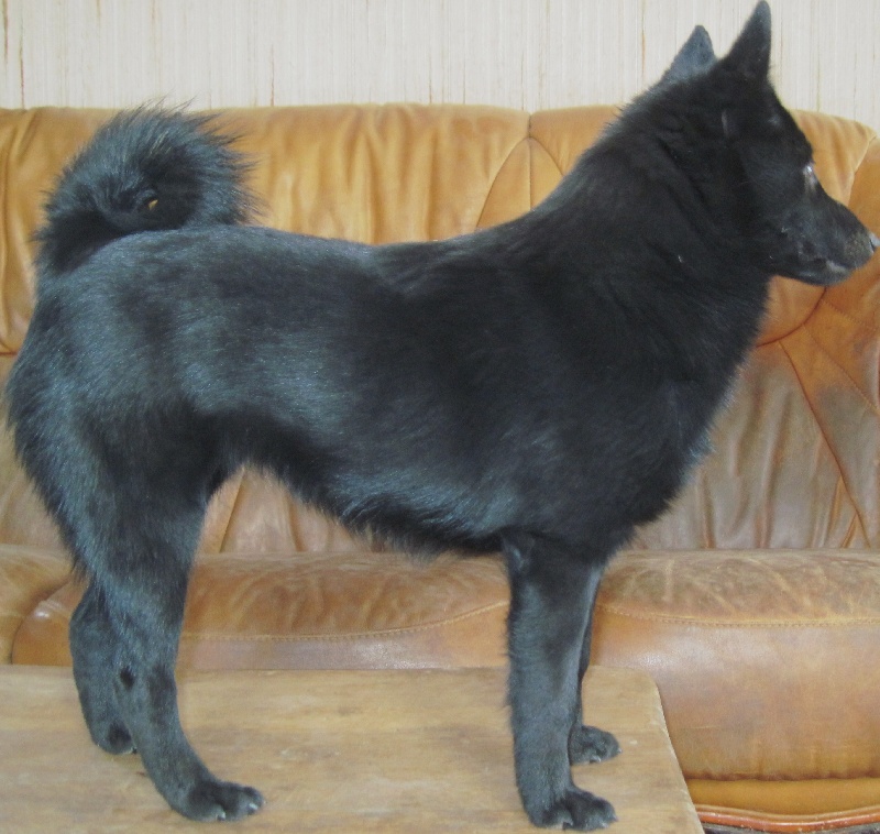 Publication : du clos des lutins d'ébène Auteur : Christine Duseux