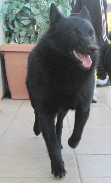 Publication : du clos des lutins d'ébène Auteur : Christine Duseux