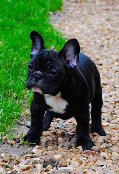 Publication : des Ulyskanes du Fleury Auteur : Emmanuelle Nocent