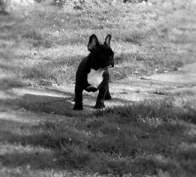 Publication : des Ulyskanes du Fleury Auteur : Emmanuelle Nocent