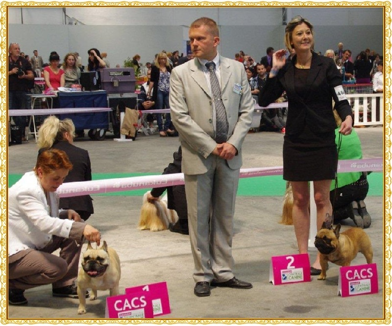 CH. Ercule twist (Sans Affixe) - 1er Excellent : CACS