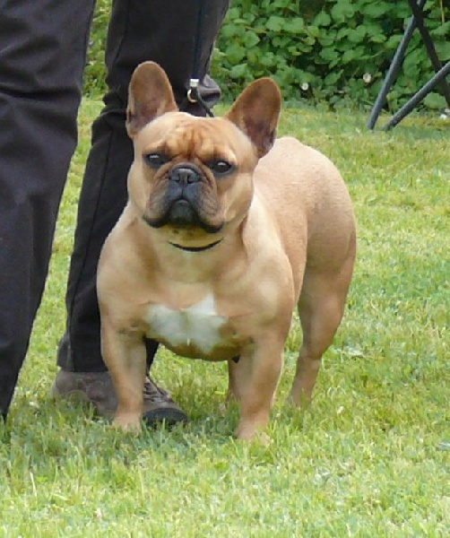 Ch eden bergamote (Sans Affixe) - 2è Excellent