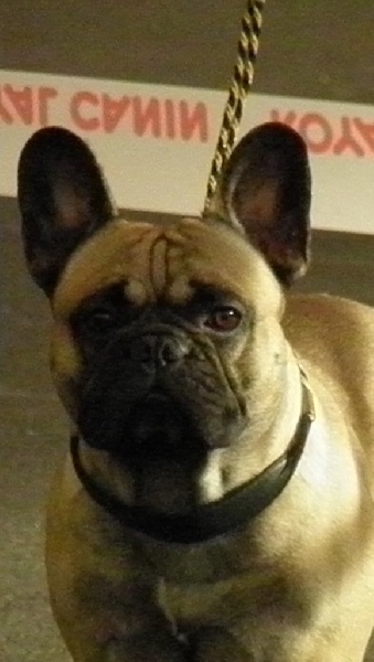 Ilios river des Ulyskanes du Fleury - Classe Ouverte : 4è Excellent