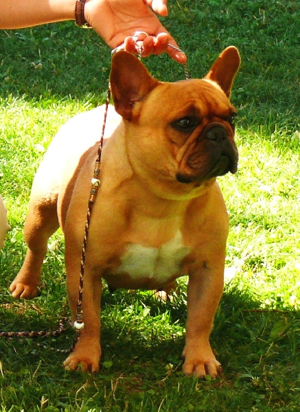 Ch eden bergamote (Sans Affixe) - Classe Ouverte : 2è Excellent, RCACS