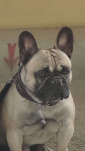 Ilios river des Ulyskanes du Fleury - Classe Ouverte : 3è Excellent