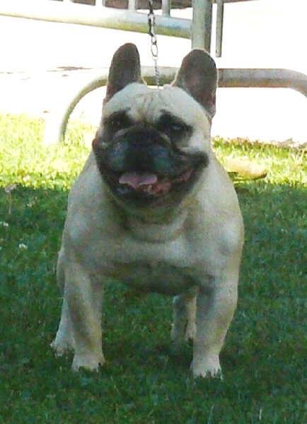 CH. Ercule twist (Sans Affixe) - Classe Champion : 1er Excellent, CACIB, BOB