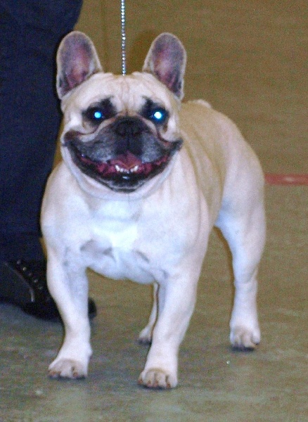 CH. Ercule twist (Sans Affixe) - Excellent