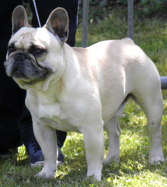 CH. Ercule twist (Sans Affixe) - 4è Excellent