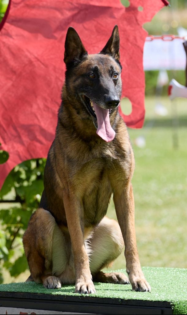 Ninja du Chateau de Boxie