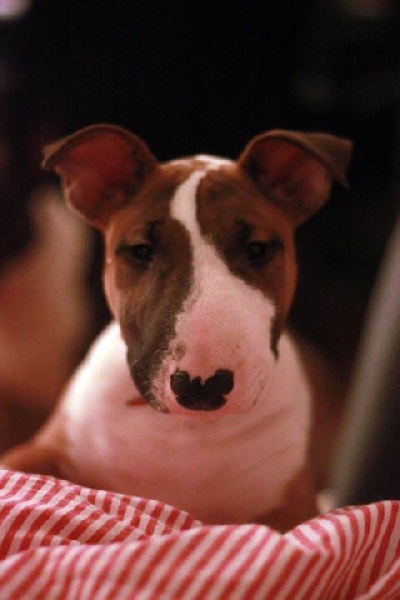 Heaven White Goose pimples amjelicious