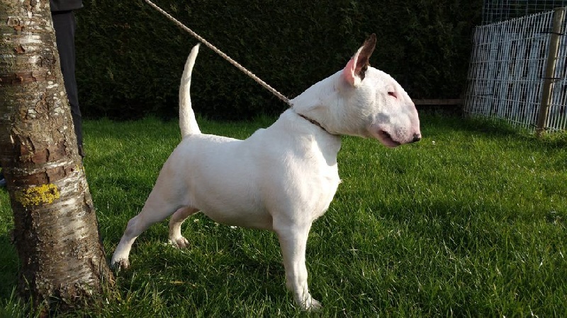 Heaven White Line dreams