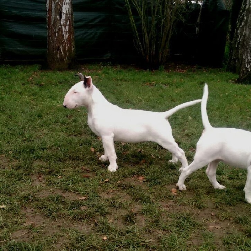 Heaven White Line dreams