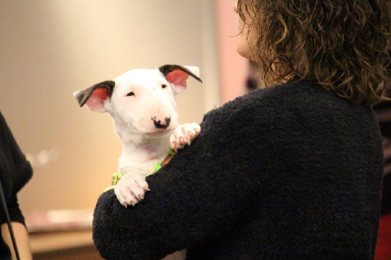 Heaven White Line dreams