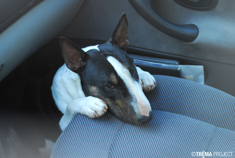 Calimilice Chocolat chantilly