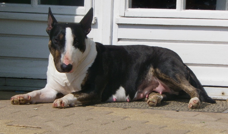 Calimilice Chocolat chantilly