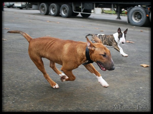 Publication : Heaven White Auteur : melanie