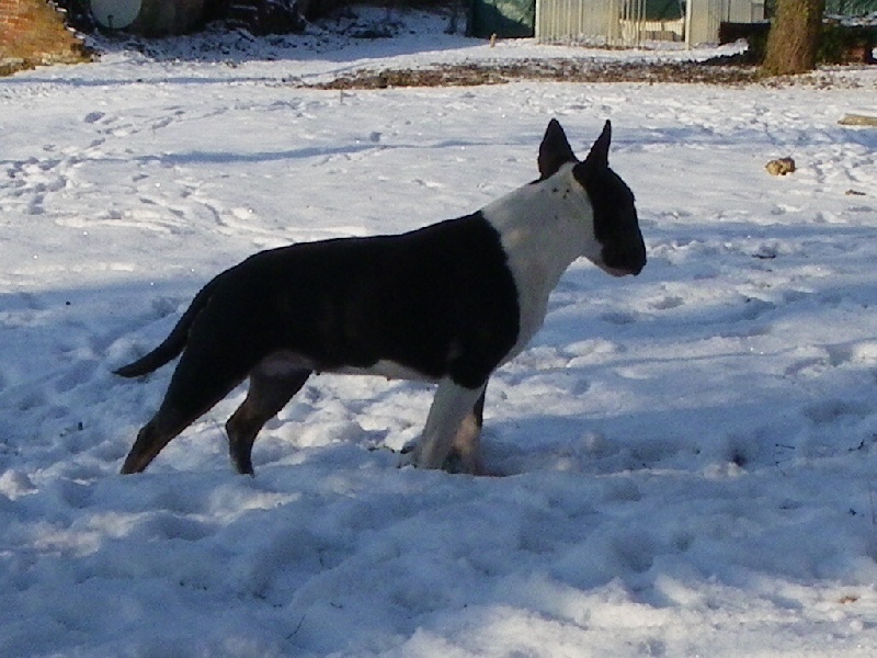 Calimilice Chocolat chantilly