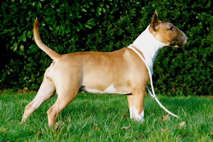 Heaven White Goose pimples amjelicious