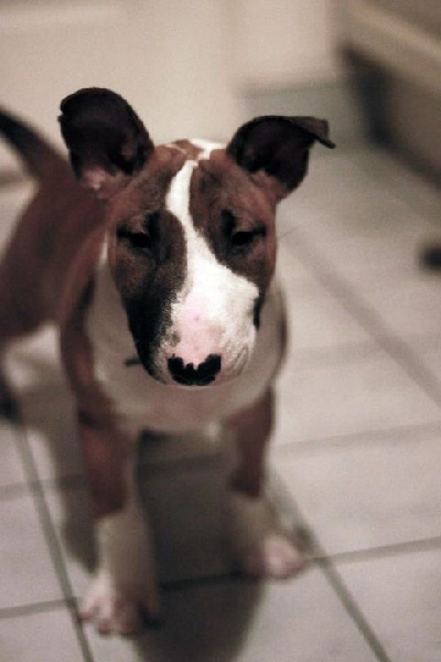 Heaven White Goose pimples amjelicious