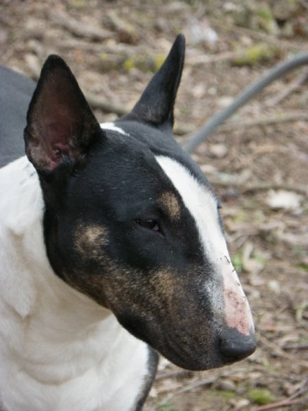 Calimilice Chocolat chantilly