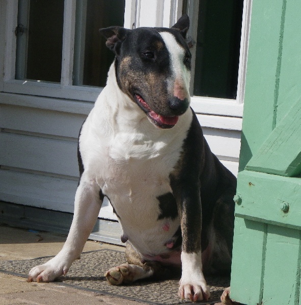 Calimilice Chocolat chantilly