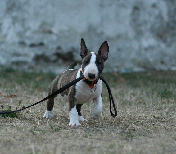 Publication : Heaven White Auteur : melanie