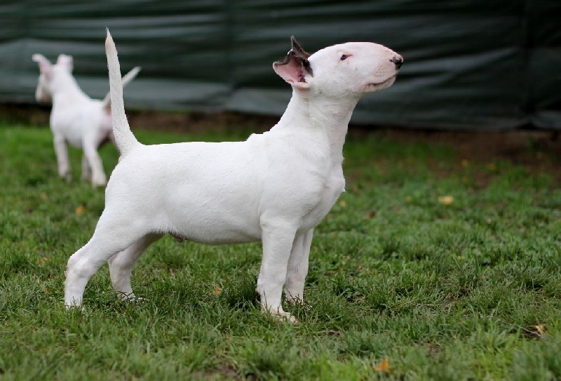 Heaven White Line dreams