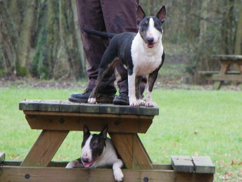 Calimilice Chocolat chantilly