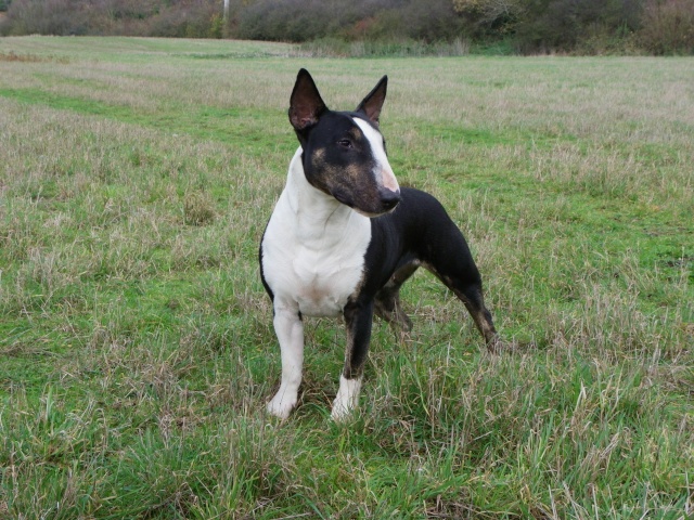 Calimilice Chocolat chantilly