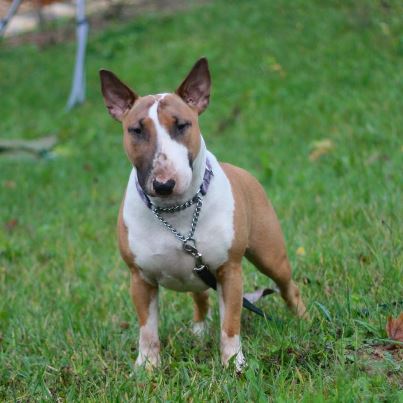 Heaven White Goose pimples amjelicious