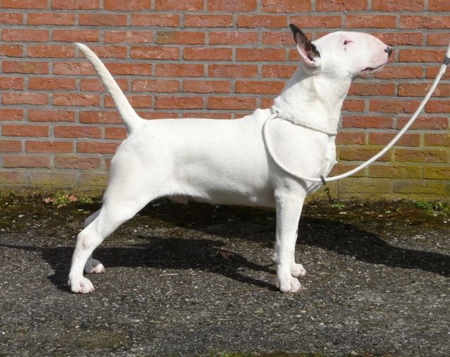 Heaven White Line dreams