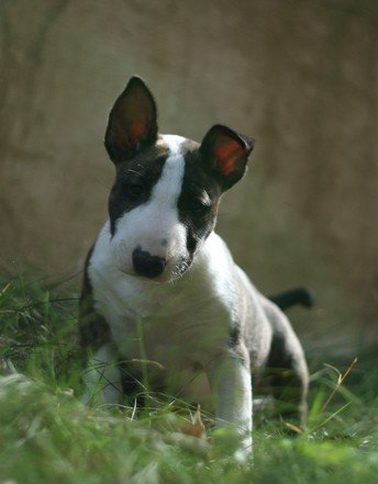 Publication : Heaven White Auteur : melanie