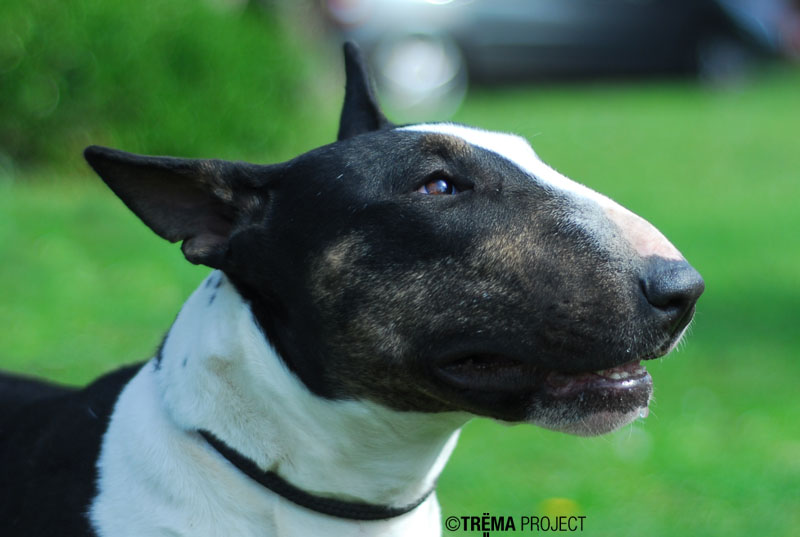 Calimilice Chocolat chantilly