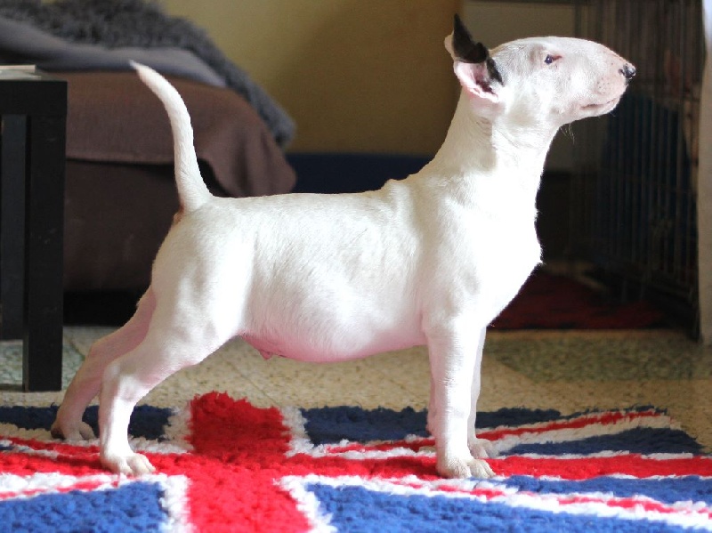 Heaven White Line dreams