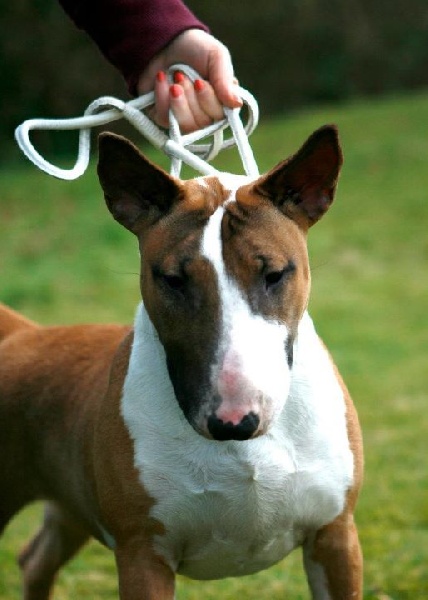 Heaven White Goose pimples amjelicious