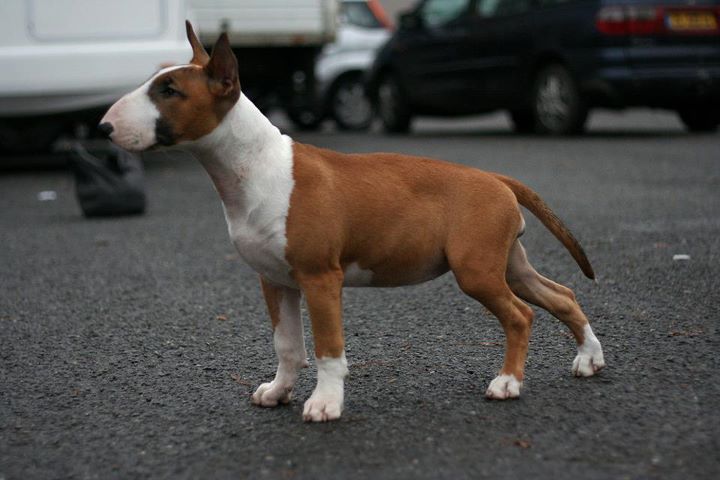 Heaven White Goose pimples amjelicious