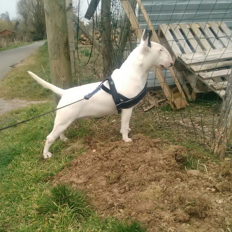 Heaven White Line dreams