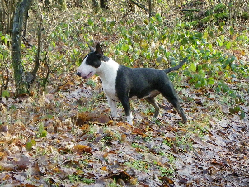 Calimilice Chocolat chantilly