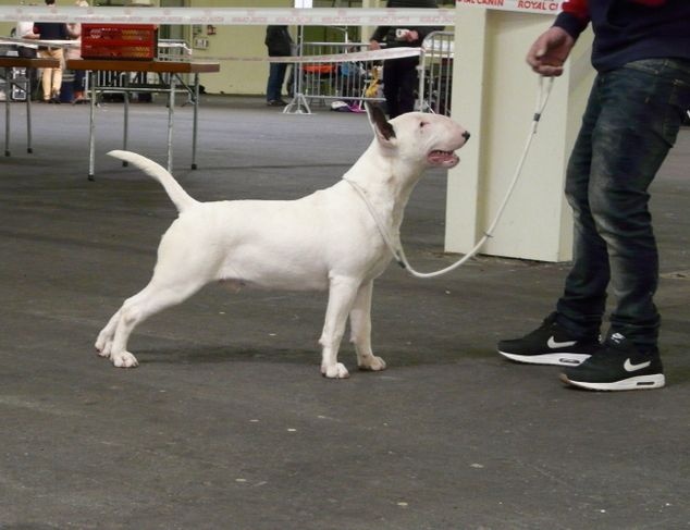 Heaven White Line dreams