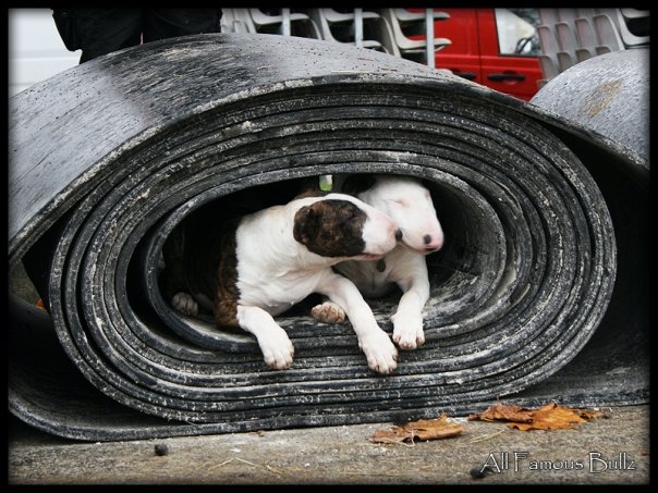 Publication : Heaven White Auteur : melanie