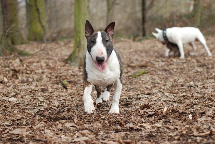 Publication : Heaven White Auteur : melanie