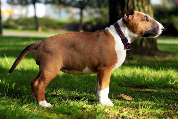 Heaven White Goose pimples amjelicious