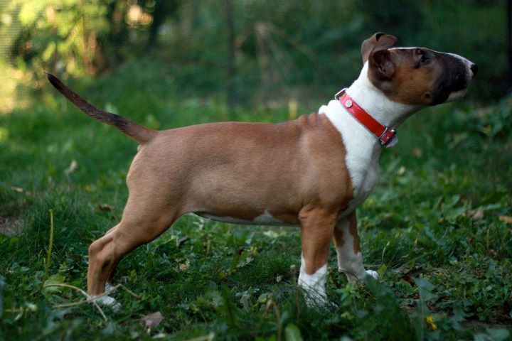 Heaven White Goose pimples amjelicious