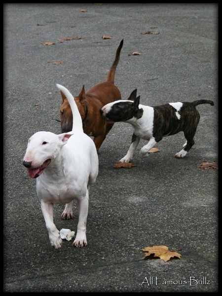 Publication : Heaven White Auteur : melanie