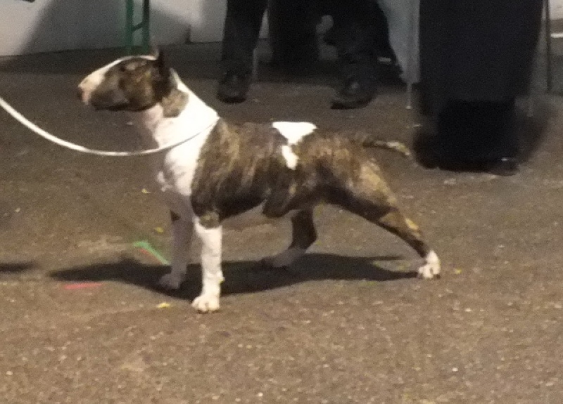 Amjel Elephant print - trés bon