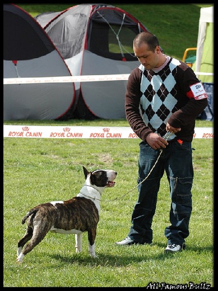 Amjel Elephant print - 4eme excellent jeune femelle